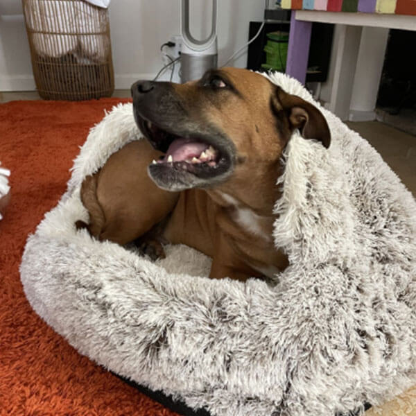 COSY KENNEL™ -  Premium Pet Bed