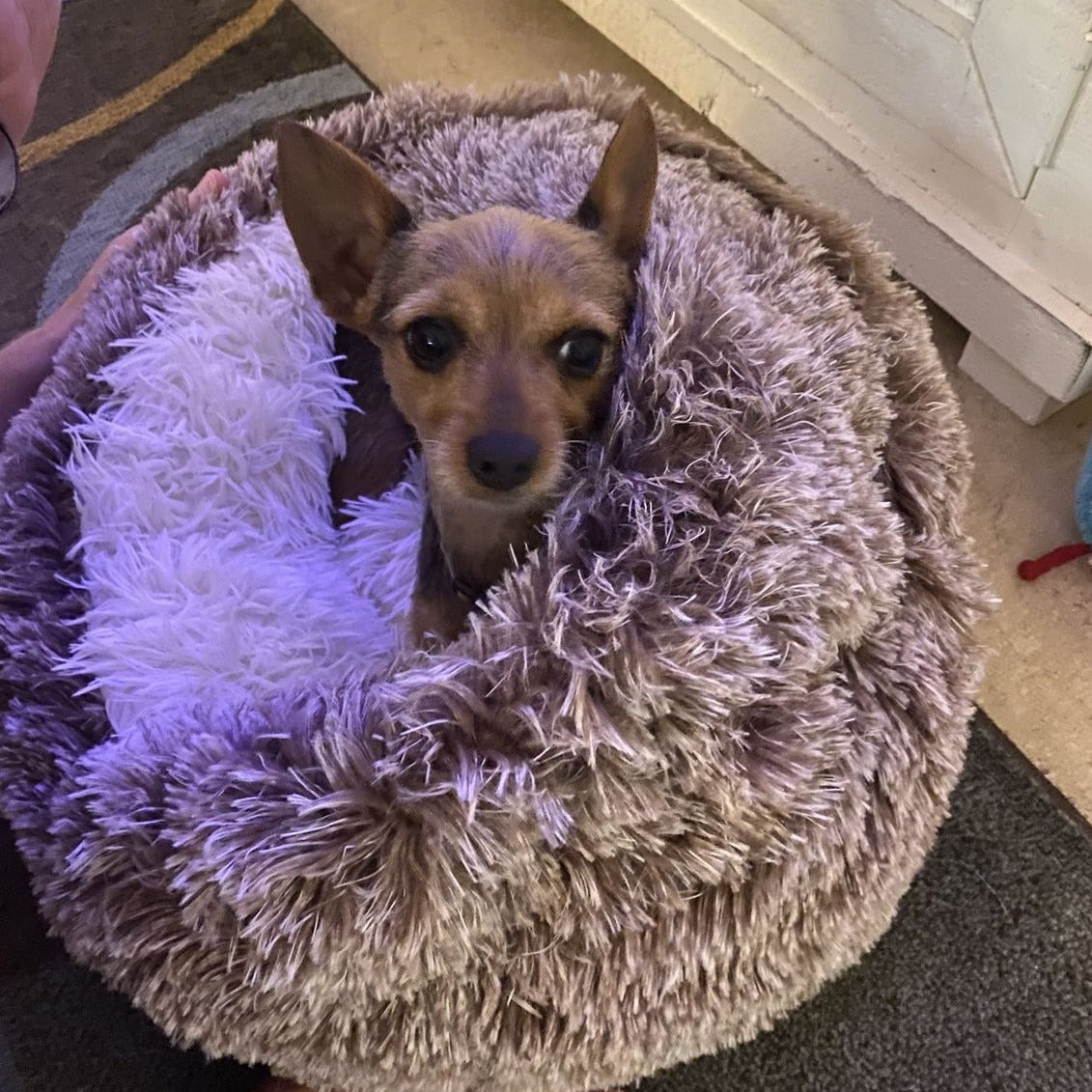 COSY KENNEL™ -  Premium Pet Bed